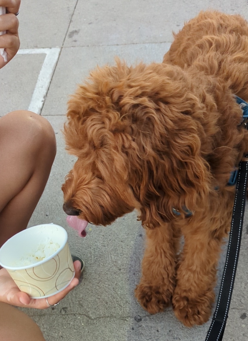 Milo begging for ice cream